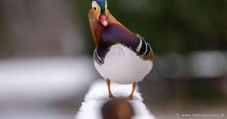 Drei Fälle von Vogelgrippe in Augsburger Zoo