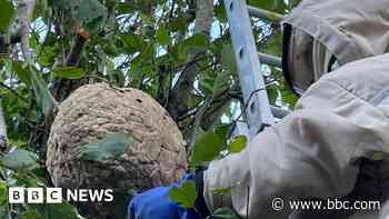 What does it take to clear an Asian hornets' nest?