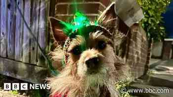 Former stray dog stars in festive advert