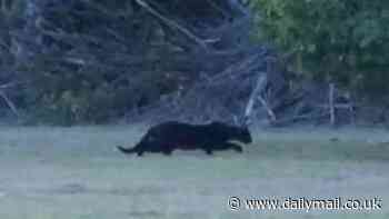 Welcome to Big Cat Britain: All the sightings of 'beasts' mapped as expert makes shocking new claim about the huge felines rumoured to be stalking the countryside