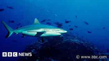 School chaplain killed in shark attack on Australia's Great Barrier Reef