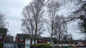 'We are terrified one of our 100ft trees  will crush us in our homes - but the council won't let us chop them down!'