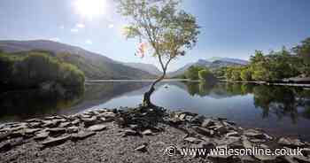 The tragic fate that awaits Wales' best known tree