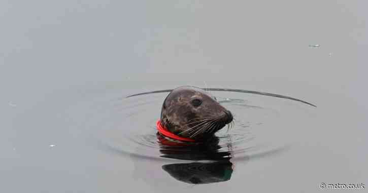 Race to save seal being slowly choked to death by plastic ring