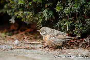 Hoogdag voor vogelaars in Mechelen: zeldzame alpenheggenmus toont zich in binnenstad