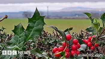 Your photos: Not such a white Christmas