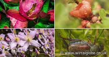 Watch nature at work in a Bebington back garden in 2024