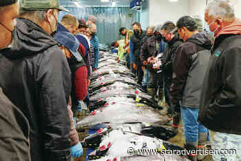 Ahi prices surge for New Year’s