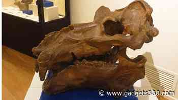 Digital Reconstruction of Dwarf Hippopotamus Skull from Crete Sheds Light on Evolution