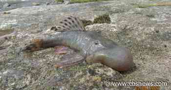 New species, including "blob-headed" fish, identified across world in 2024