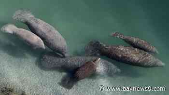 New study from University of South Florida suggests manatees are likely not native to Florida