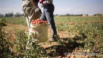 Decreti, divieti e sospensione dei fondi per le aziende. Ma l'agricoltura laziale si basa ancora sullo sfruttamento (Video)