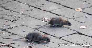 Glasgow plagued by rats that 'could kill' as more than 100 people hospitalised by attacks