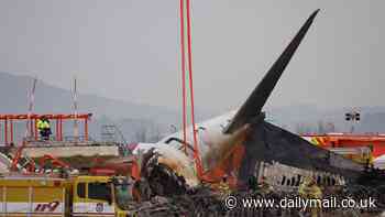 Can a bird strike down a passenger plane? Potentially fatal incidents could become MORE frequent, expert warns - as South Korean airliner joins list of tragic mid-air collisions that have claimed hundreds of lives and downed dozens of aircraft