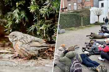 Zwerm fotografen zakt af naar Mechelen voor glimp van gewond en zeldzaam vogeltje: “Natuurpunt liet hem intussen ophalen”