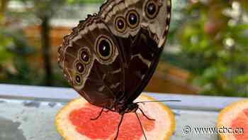 How Montreal’s Insectarium is using AI for research – and to make visits more interactive