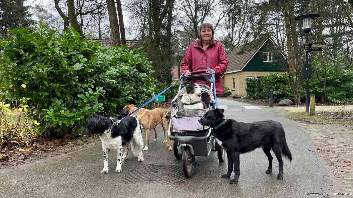 Vuurwerkvrije vakantieparken helemaal vol: ‘Hebben jaar geleden al geboekt’