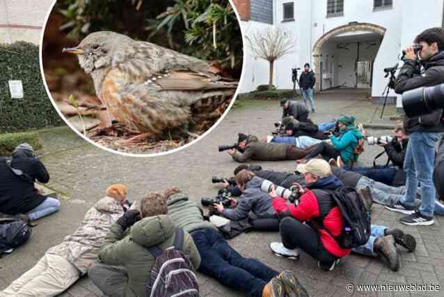 Zwerm fotografen zakte ’s ochtends nog af naar Mechelen voor glimp van gewond en zeldzaam vogeltje, maar alpenheggenmus intussen overleden