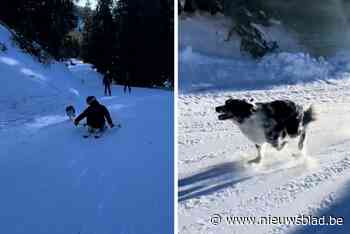 Léon laat zijn energievolle hond los op skipiste, maar heeft moeite om die te volgen: “Ze stond in de zesde versnelling”