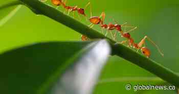 Superbugs are on the rise — could ants be our secret weapon?