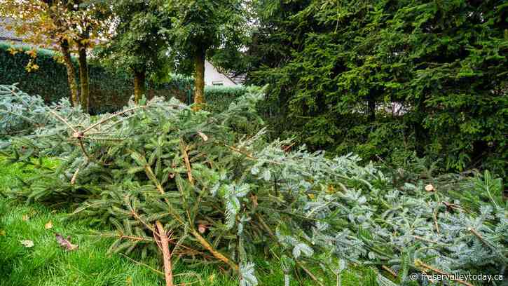 Chilliwack options for Christmas tree disposal