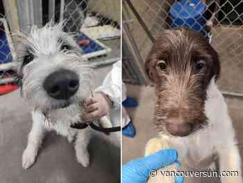 West Kootenay dog breeder surrenders 11 labradoodle pups to B.C. SPCA