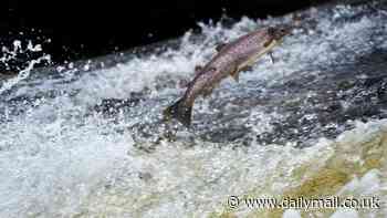 Revealed: The largest escape of farmed salmon in a decade was kept from the public for almost two years