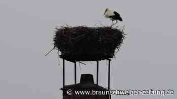 Wer ist der Storch, der in Wolfsburger Dorf auf dem Nest stand?