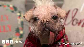 What next for ugliest dog turned film star?