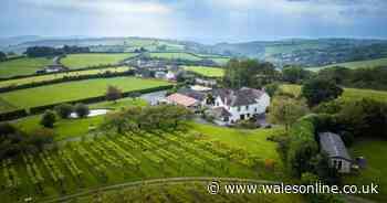 Beautiful country home for sale where you can make your own wine