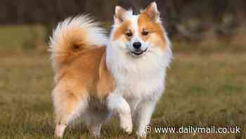 Meet Britain's newest dog breed! Icelandic Sheepdog is officially granted recognition by The Kennel Club - making it the 224th breed in the UK