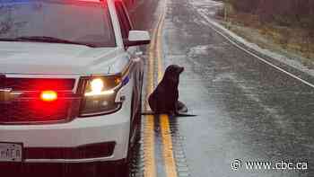 Sea lion on B.C. highway gets police escort back to safety