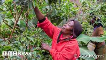 Kenya's celebrated coffee under threat as farmers hit by climate change