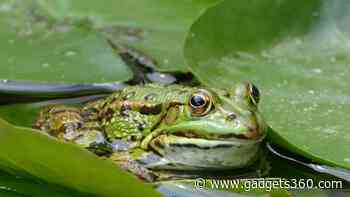 Fungus Wiping Out Frogs: Innovative "Frog Saunas" Offer Hope for Survival