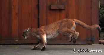 Rare cougar sighting reported in urban Vancouver neighbourhood