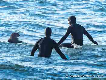 Surfing sea otter clambers onto board in Sooke, prompting warning