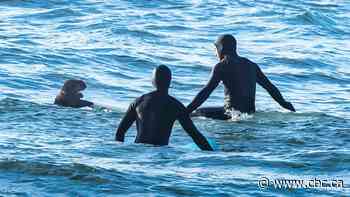 Otter not surf with them: Sea otter clambers onto board with surfer prompting warning