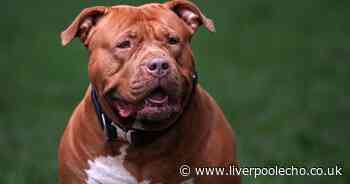 'Alarming' rise in XL Bully abuse one year on from dog ban