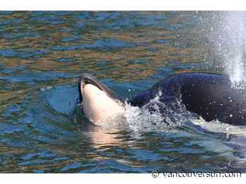 Heartbreak for Tahlequah: Famous orca mom loses another calf