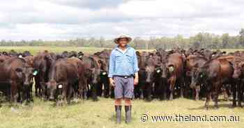 Award-winning Wagyu business shares results of intensive cell grazing trial