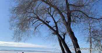 Squirrel-chasing dog defies gravity with 50-foot tree climb in Alberta