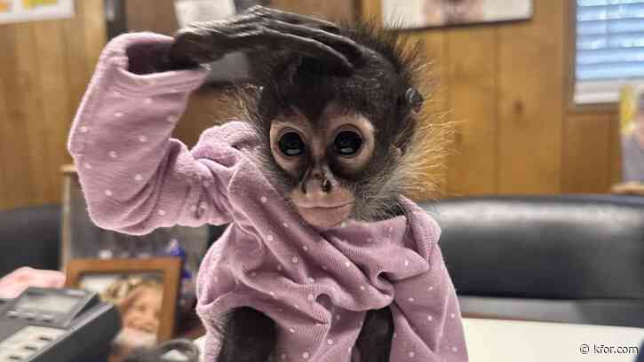 Monkey found during California traffic stop is getting a new home