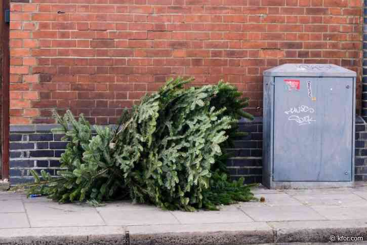 Why you should probably throw away your Christmas tree this week