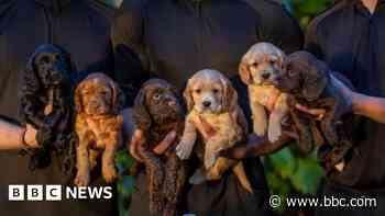 WW1 names for police's Remembrance Sunday pups