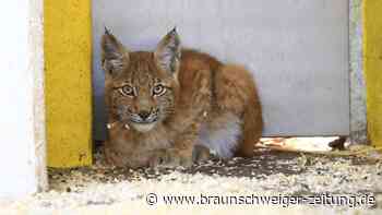 Harz: Junger Luchs soll im Frühjahr wieder ausgewildert werden