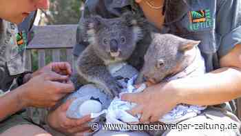 Bucky und Honey: Ungewöhnliche Tierfreunde entzücken Australien