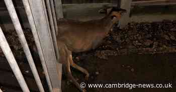 Firefighters rescue deer stuck in Cambridgeshire railings