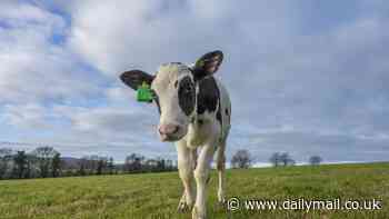 Meet Hilda the calf who is genetically modified to BURP and FART less