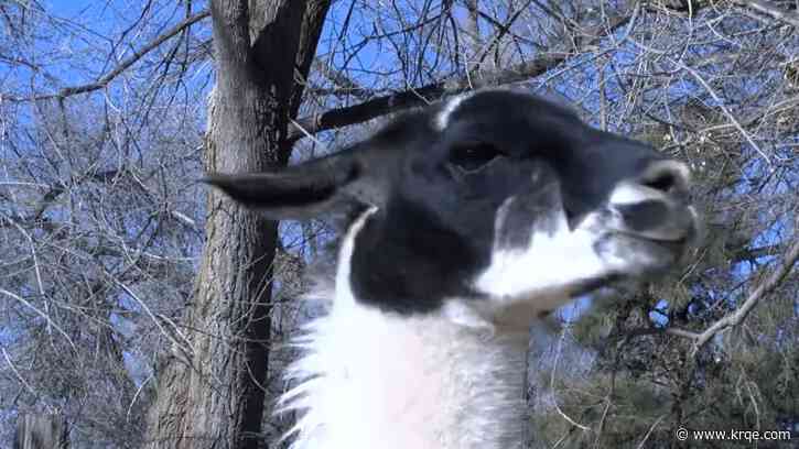 Used Christmas trees are a snack for Albuquerque rescue llamas