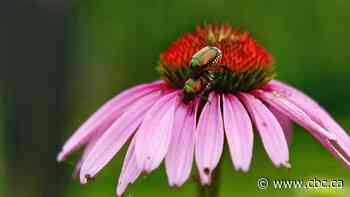 Vancouver sees progress on eradication of Japanese beetle, but bug still spreading in B.C.